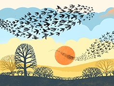 A3 Murmuration Sunset2